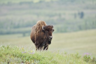 American Bison (Bos bison), female, Alberta, Canada