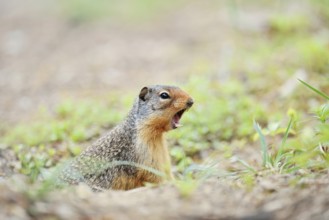 Columbia ground squirrel (Urocitellus columbianus, Spermophilus columbianus) looks out of its