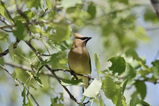 Cedar Waxwing (Bombycilla cedrorum), Waterton Lakes National Park, Alberta, Canada