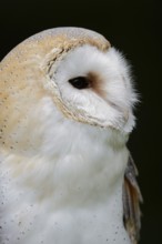 Barn owl (Tyto alba), portrait, Germany