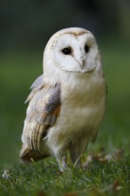 Barn owl (Tyto alba) in a meadow, Germany