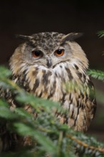 European Eagle Owl (Bubo bubo), North Rhine-Westphalia, Germany