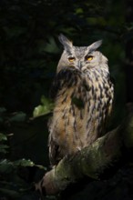 European eagle owl (Bubo bubo) sitting on a branch, North Rhine-Westphalia, Germany