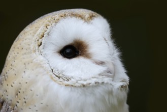 Barn owl (Tyto alba), portrait, Germany