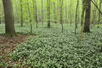Wild garlic (Allium ursinum) in bloom in a deciduous forest, spring, North Rhine-Westphalia,