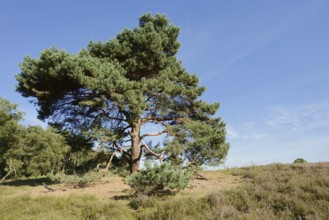 Scots pine or Scots pine (Pinus sylvestris) in heathland, Westruper Heide, North Rhine-Westphalia,