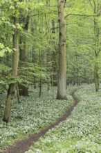 Flowering wild garlic (Allium ursinum) and path in a deciduous forest, spring, North