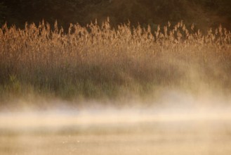 Lake and reed (Phragmites australis) with morning mist at sunrise, North Rhine-Westphalia, Germany
