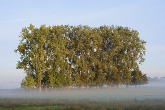 Bastard black poplars or Canada poplars (Populus x canadensis, Populus x euramericana) with morning