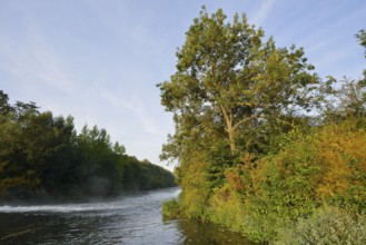 European ash or common ash (Fraxinus excelsior) along the river Lippe, North Rhine-Westphalia,