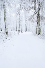 Path through a snow-covered deciduous forest, North Rhine-Westphalia, Germany