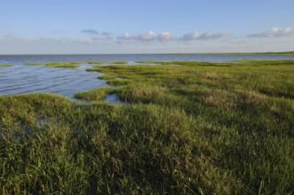 Wadden Sea, Wadden Sea National Park, North Frisia, Schleswig-Holstein, Germany