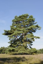 Scots pine or Scots pine (Pinus sylvestris) in heathland, Westruper Heide, North Rhine-Westphalia,