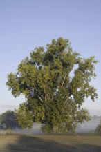 Bastard black poplar or Canada poplar (Populus ×canadensis, Populus ×euramericana) with morning
