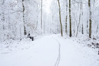 Path through a snow-covered deciduous forest, North Rhine-Westphalia, Germany