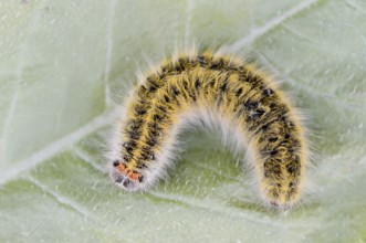 Clover moth (Lasiocampa trifolii), caterpillar, France