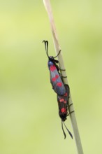 Horned Clover Oriole (Zygaena lonicerae), pair copulating, Brittany, France