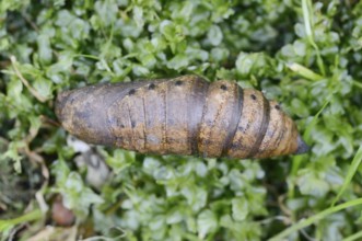 Elephant hawk-moth (Deilephila elpenor), pupa, North Rhine-Westphalia, Germany