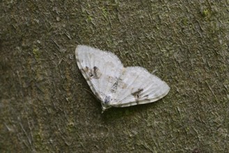 Black-banded leafhopper (Xanthorhoe montanata), North Rhine-Westphalia, Germany