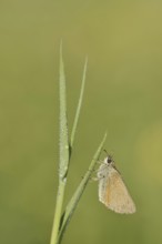 Small Skipper or Small Skipper (Thymelicus sylvestris), North Rhine-Westphalia, Germany