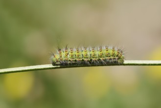 Small emperor moth (Saturnia pavonia), caterpillar, France