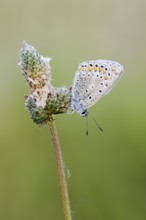 Chapman's blue (Polyommatus thersites), female, France