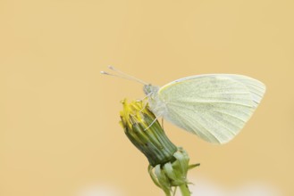 Small white (Pieris rapae), North Rhine-Westphalia, Germany