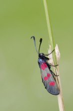 Horned Clover Oriole (Zygaena lonicerae), Brittany, France