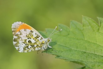 Aurora butterfly (Anthocharis cardamines), male, North Rhine-Westphalia, Germany