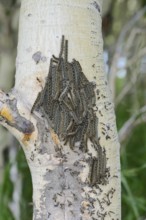 Ringlet moth (Malacosoma disstria), caterpillars on a tree trunk, Waterton Lakes National Park,
