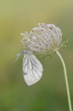 Rape white butterfly or green vein white butterfly (Pieris napi), North Rhine-Westphalia, Germany