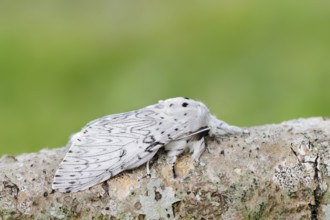 Cerura erminea or ermine moth (Cerura erminea), France