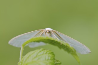 Pearl-bordered moth or silverleaf moth (Campaea margaritaria), male, North Rhine-Westphalia,