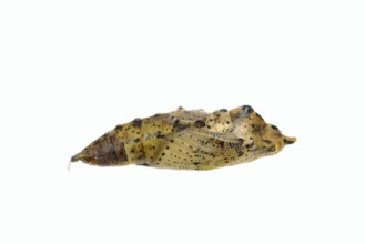 Small white (Pieris rapae), pupa against a white background, North Rhine-Westphalia, Germany