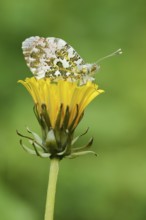 Aurora butterfly (Anthocharis cardamines), male sitting on a dandelion flower (Taraxacum
