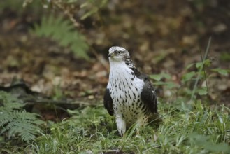 Honey buzzard (Pernis apivorus), North Rhine-Westphalia, Germany