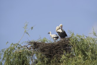 White stork (Ciconia ciconia) with chicks in the nest on a willow (Salix), North Rhine-Westphalia,