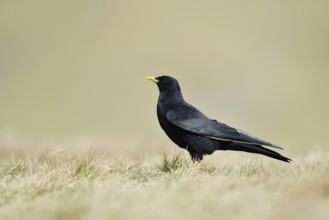 Alpine chough (Pyrrhocorax graculus), Hohe Tauern National Park, Austria