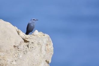Blue Rock Thrush (Monticola solitarius), male sitting on a rock on the coast, Algarve, Portugal