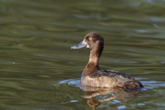 Tufted Duck (Aythya fuligula), swimming female, North Rhine-Westphalia, Germany