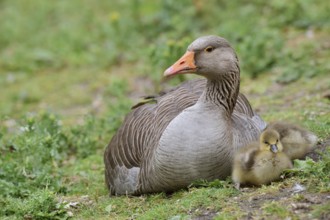 Greylag goose (Anser anser) with chicks, North Rhine-Westphalia, Germany