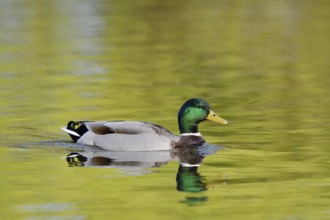 Mallard (Anas platyrhynchos), swimming drake, North Rhine-Westphalia, Germany