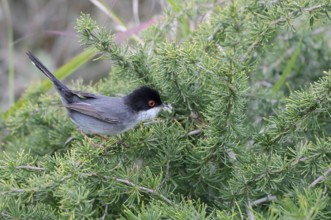 Velvet-headed warbler (Curruca melanocephala, Sylvia melanocephala), male, Algarve, Portugal