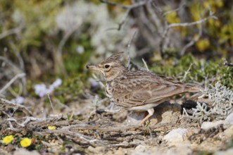 Theklalerche (Galerida theklae), Algarve, Portugal