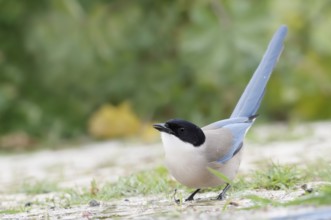 Blue magpie (Cyanopica cyanus), Algarve, Portugal