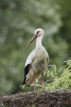 White stork (Ciconia ciconia) on the nest, North Rhine-Westphalia, Germany