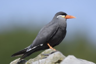 Inca tern (Larosterna inca), captive, occurring in South America