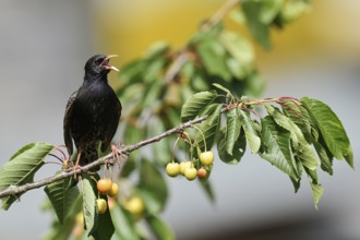 Starling (Sturnus vulgaris) sits singing on a branch in a cherry tree, North Rhine-Westphalia,