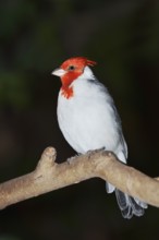 Red-crested tanager or grey cardinal (Paroaria coronata), captive, native to South America
