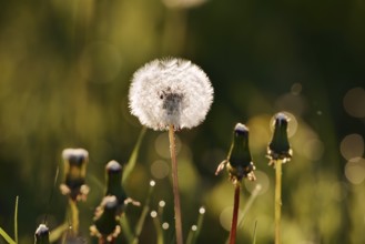Common dandelion (Taraxacum sect. Ruderalia, Taraxacum officinale), fruit stand backlit, North
